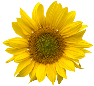 sunflowers-png-14-300x275